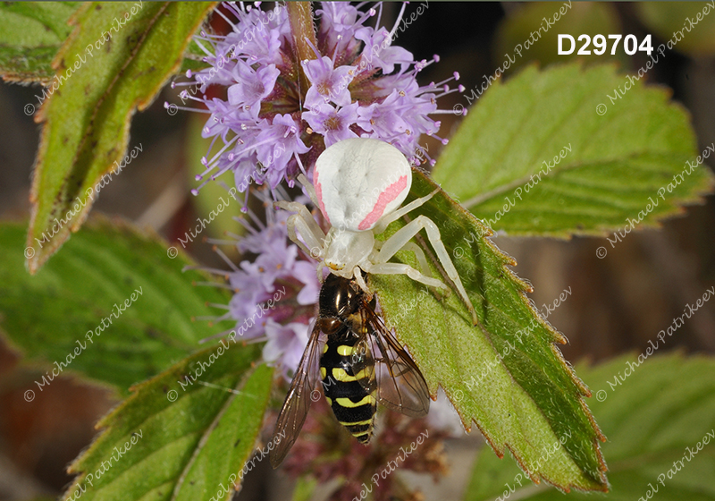 Goldenrod Crab Spider (Misumena vatia)